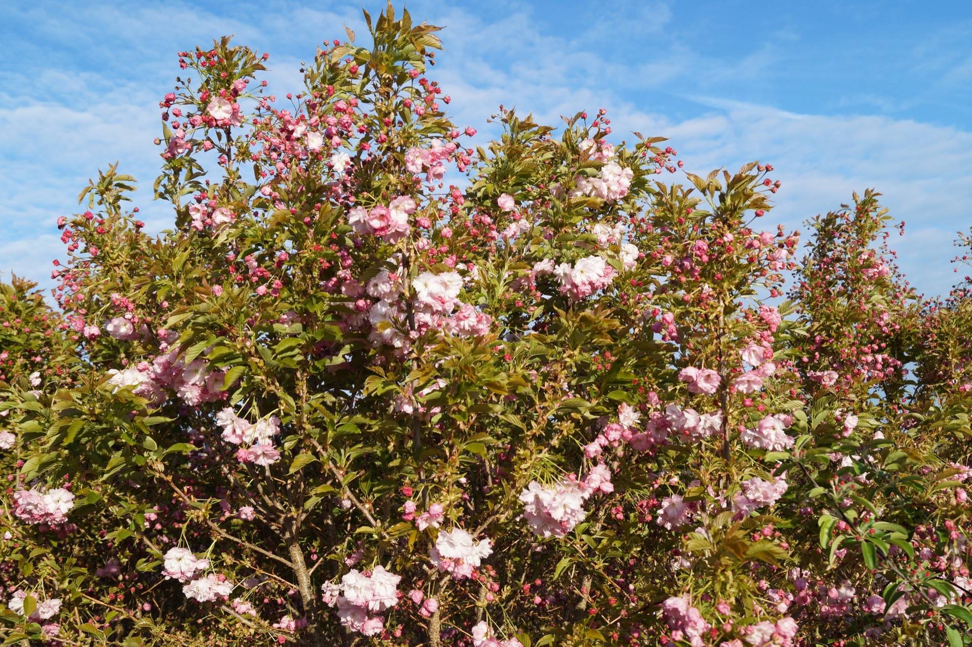 Prunus serrulata Pink Perfection_04